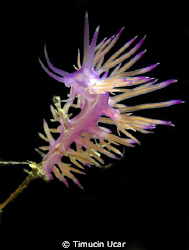Kas 2009 It was taken Kas Canyon dive site. by Timucin Ucar 